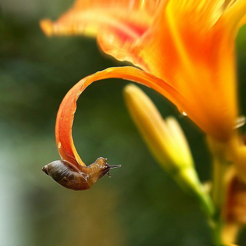 Подъём переворотом (2008)photo preview