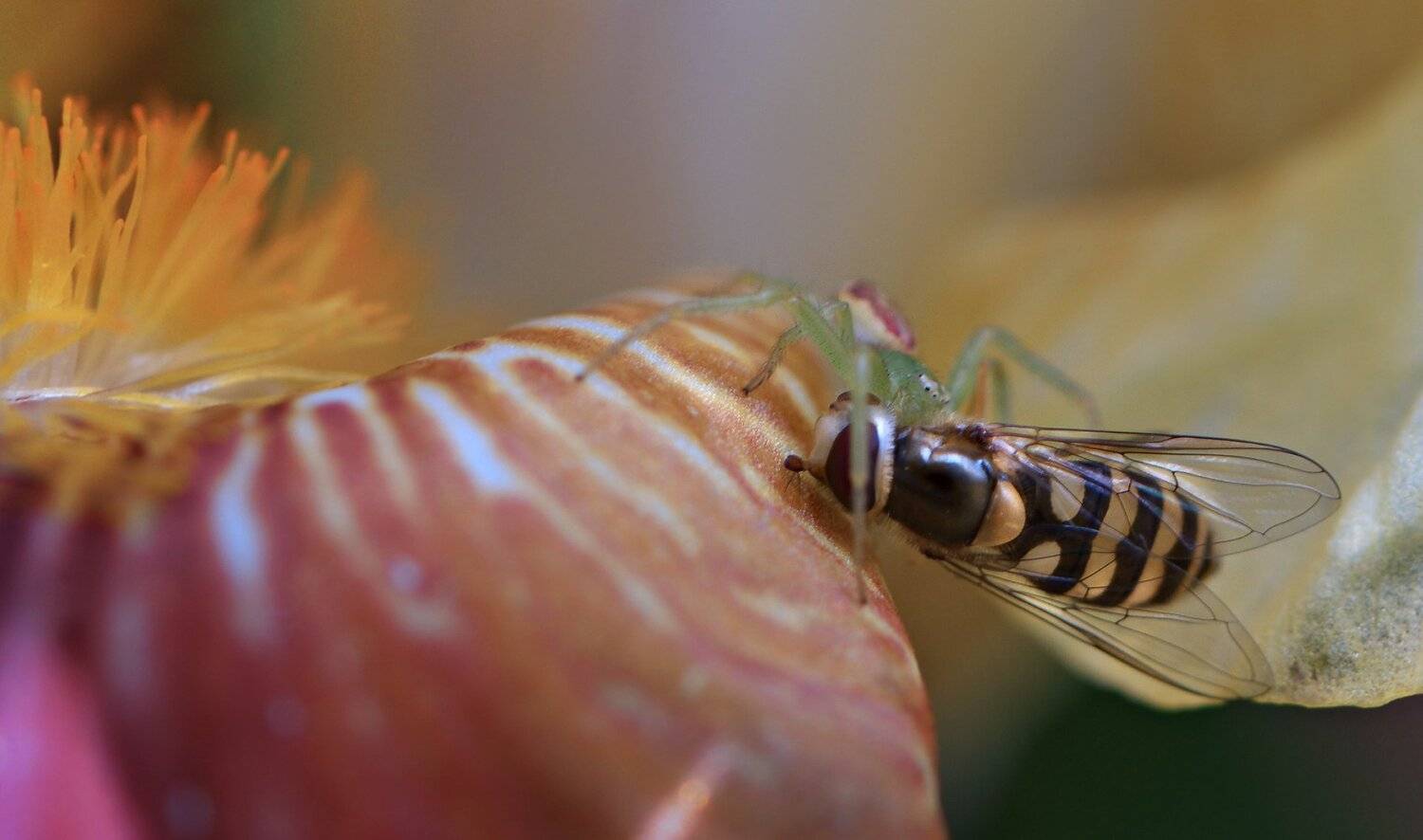 Цветочная драма. Автор: Неля Рачкова природа, макро, цветы, ирис, хищник и жертва, паук, журчалка, Неля Рачкова