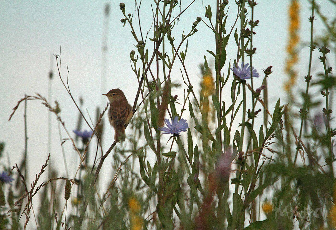животные птицы лето, Шангареев Марс