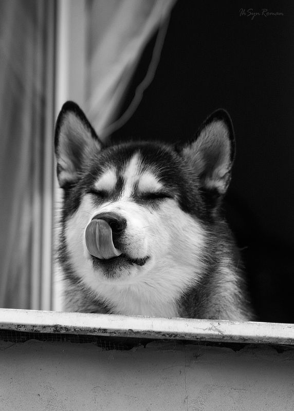 пес,собака,улица,окно,жанр Ляпота ...photo preview