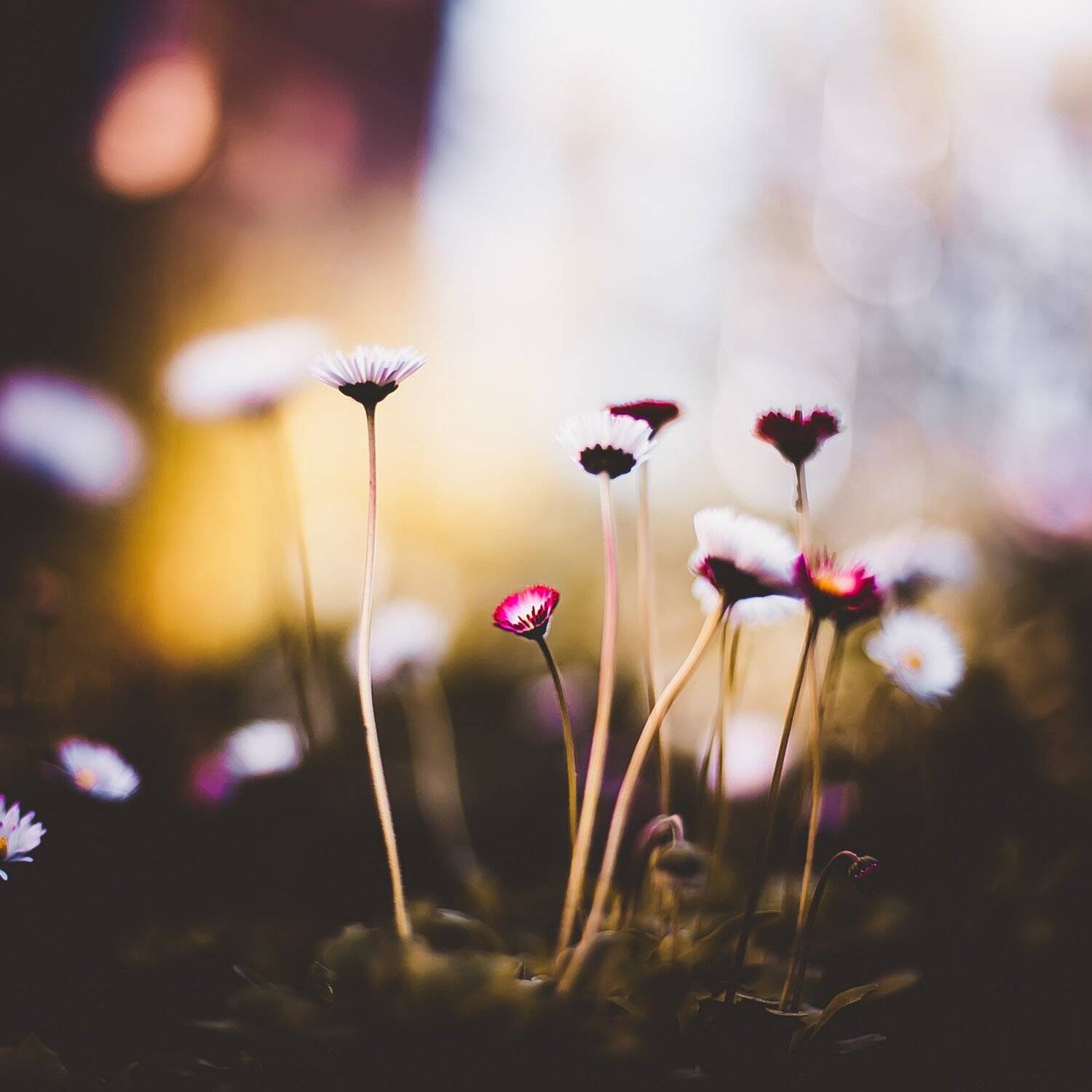 ботаника, макро, цветы, Манченко Кристина