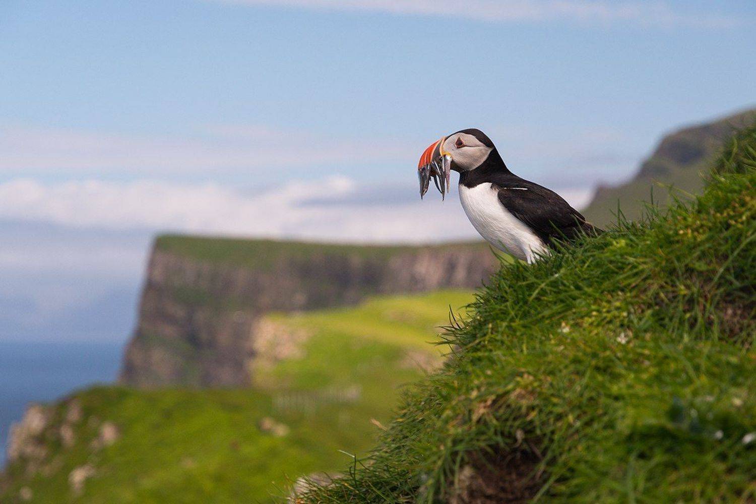 фарерские острова, мичинес, тупик, Казаков Петр