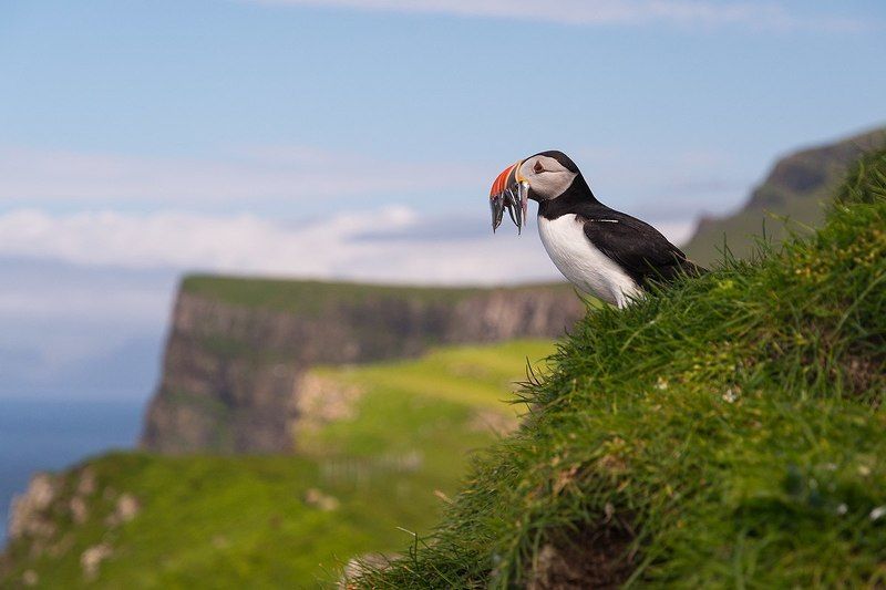 фарерские острова, мичинес, тупик Удачная рыбалкаphoto preview