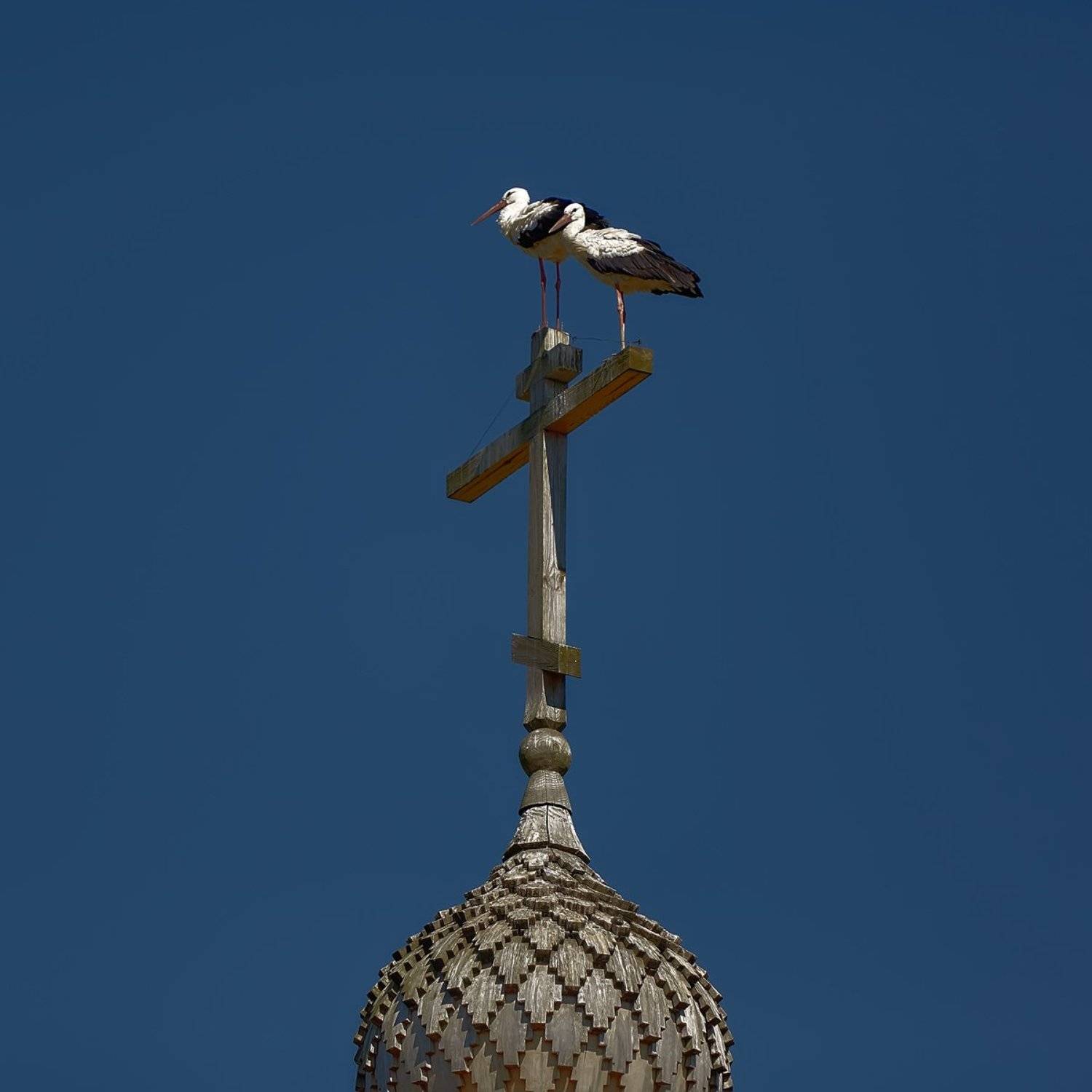 небесная семья. Автор: Булатов Дмитрий аисты, Булатов Дмитрий