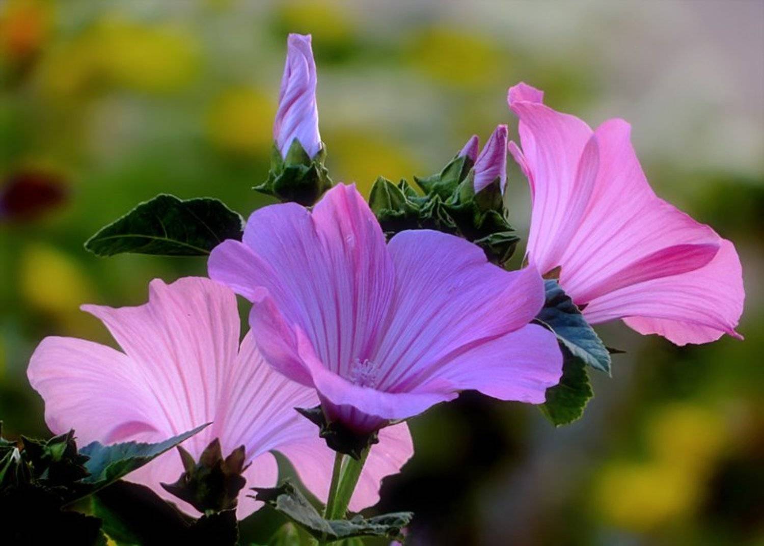 //. Автор: ЦокоТушка , ЦокоТушка