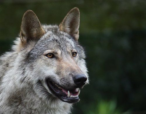Волк (Canis lupus)