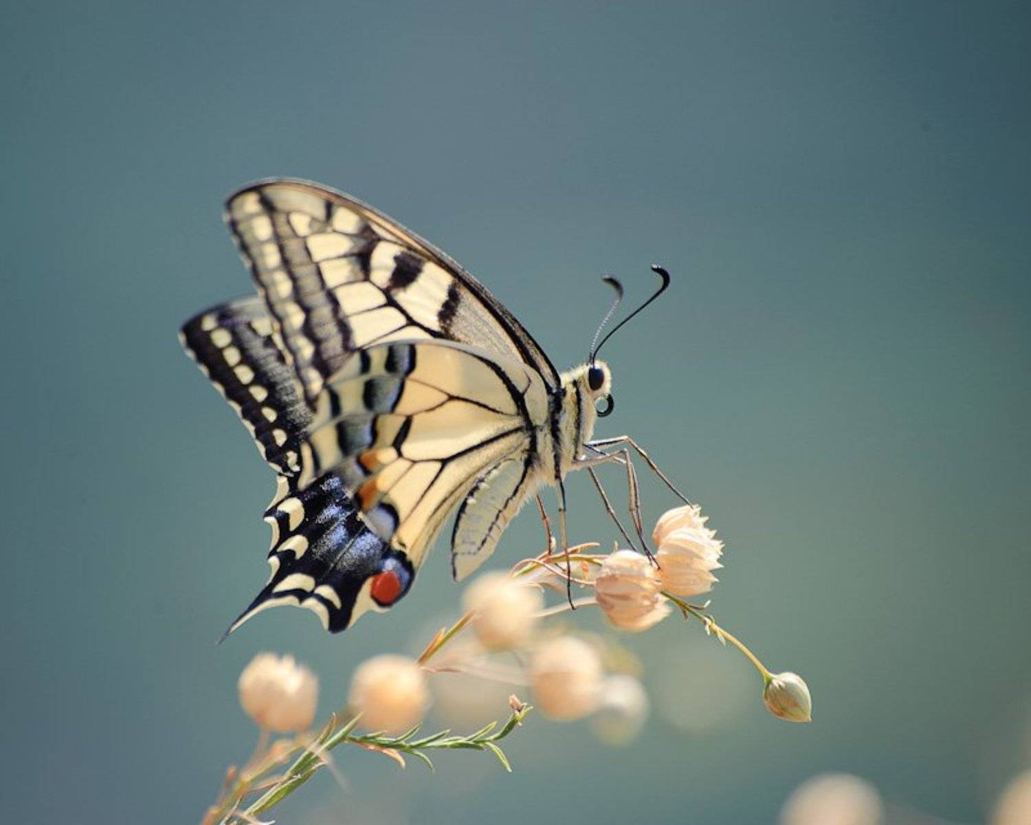 ***. Автор: Alexandr Shutov бабочка, макро, Alexandr Shutov