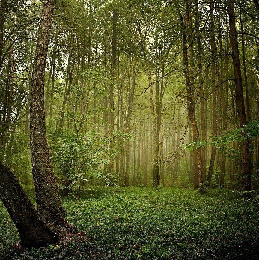 , Сергей Зимин