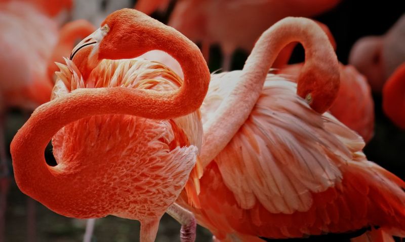 Фламингоphoto preview