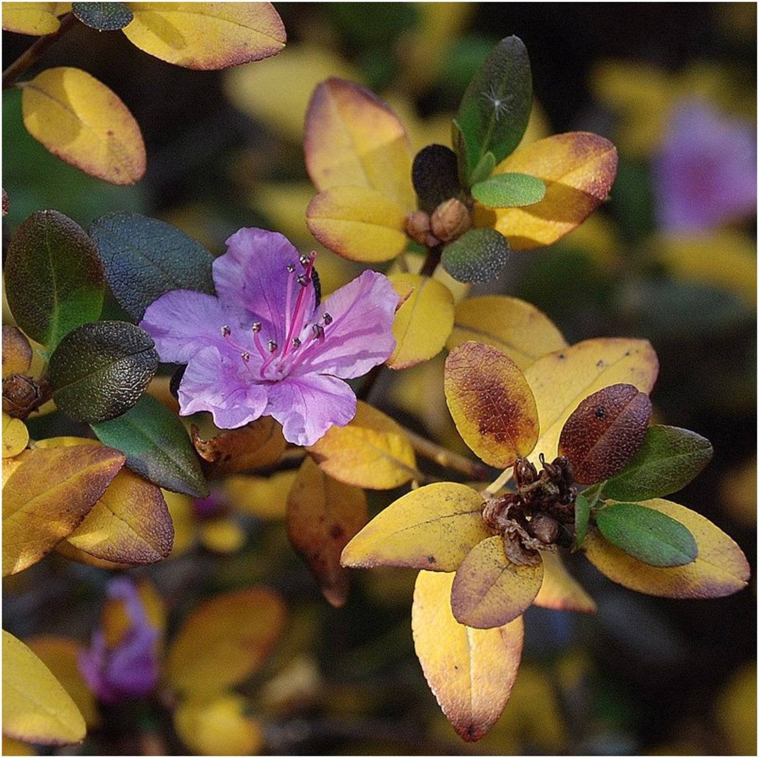 осень, цветок, времена_года, VictorSe