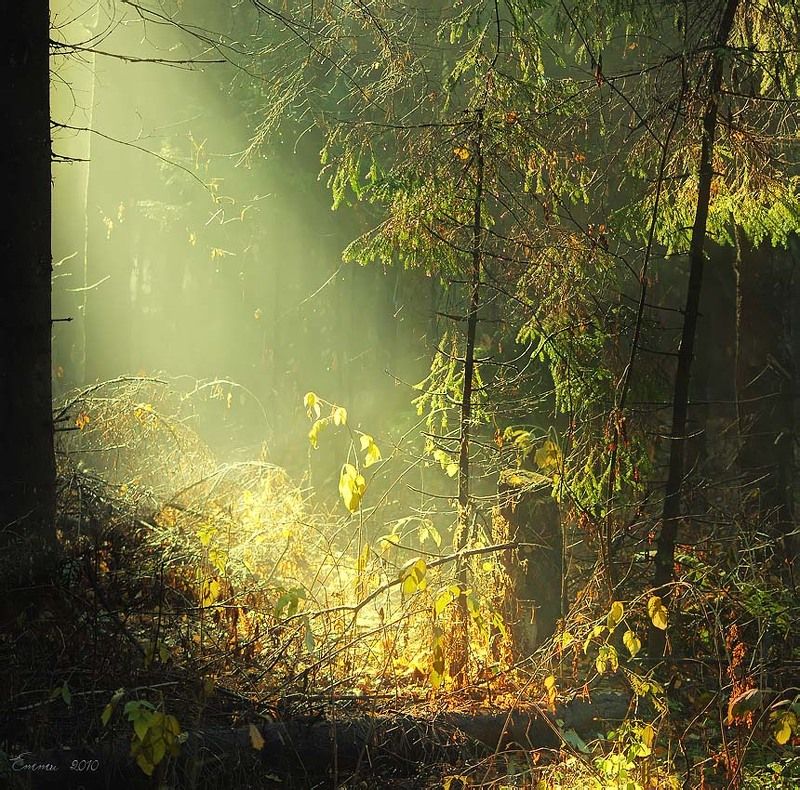 лес, природа, волшебство Идём за мной......photo preview