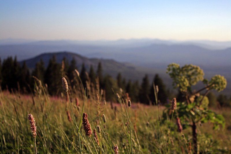 В полеphoto preview