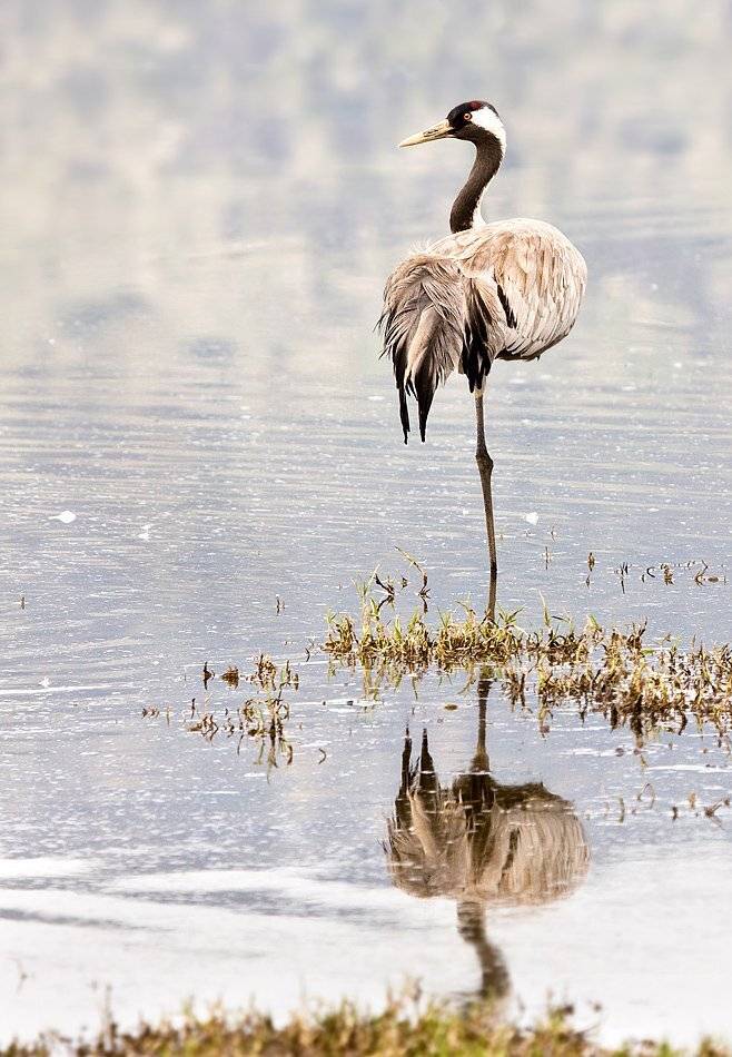 про одинокий вопросительный знак..... Автор: Alena серый, журавль, Alena