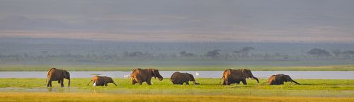 Endless savanna