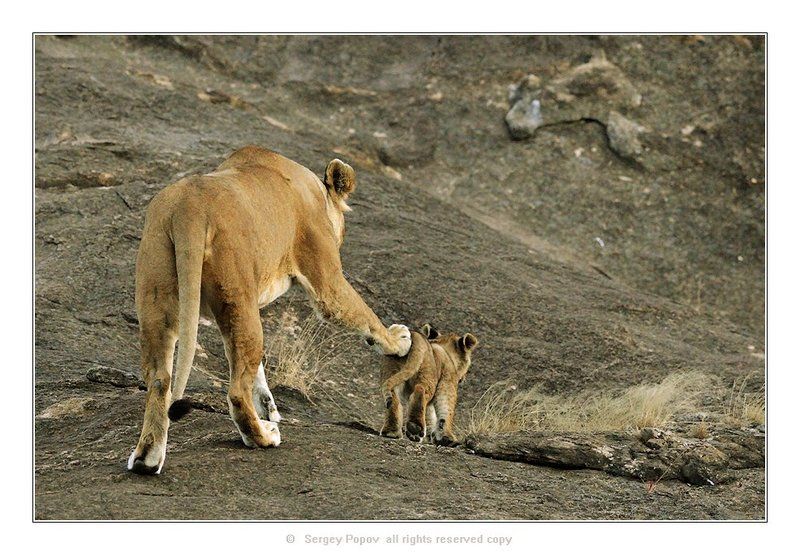 львы, кения, дикая природа, отношения животных, фотография дикой природы Вперед, только вперед, малыш!!!photo preview