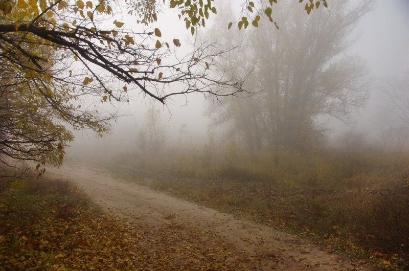 туман, утро, лес туманное утро на Хортицеphoto preview