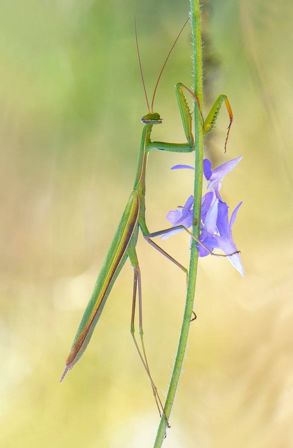 , Кузнецов Дмитрий