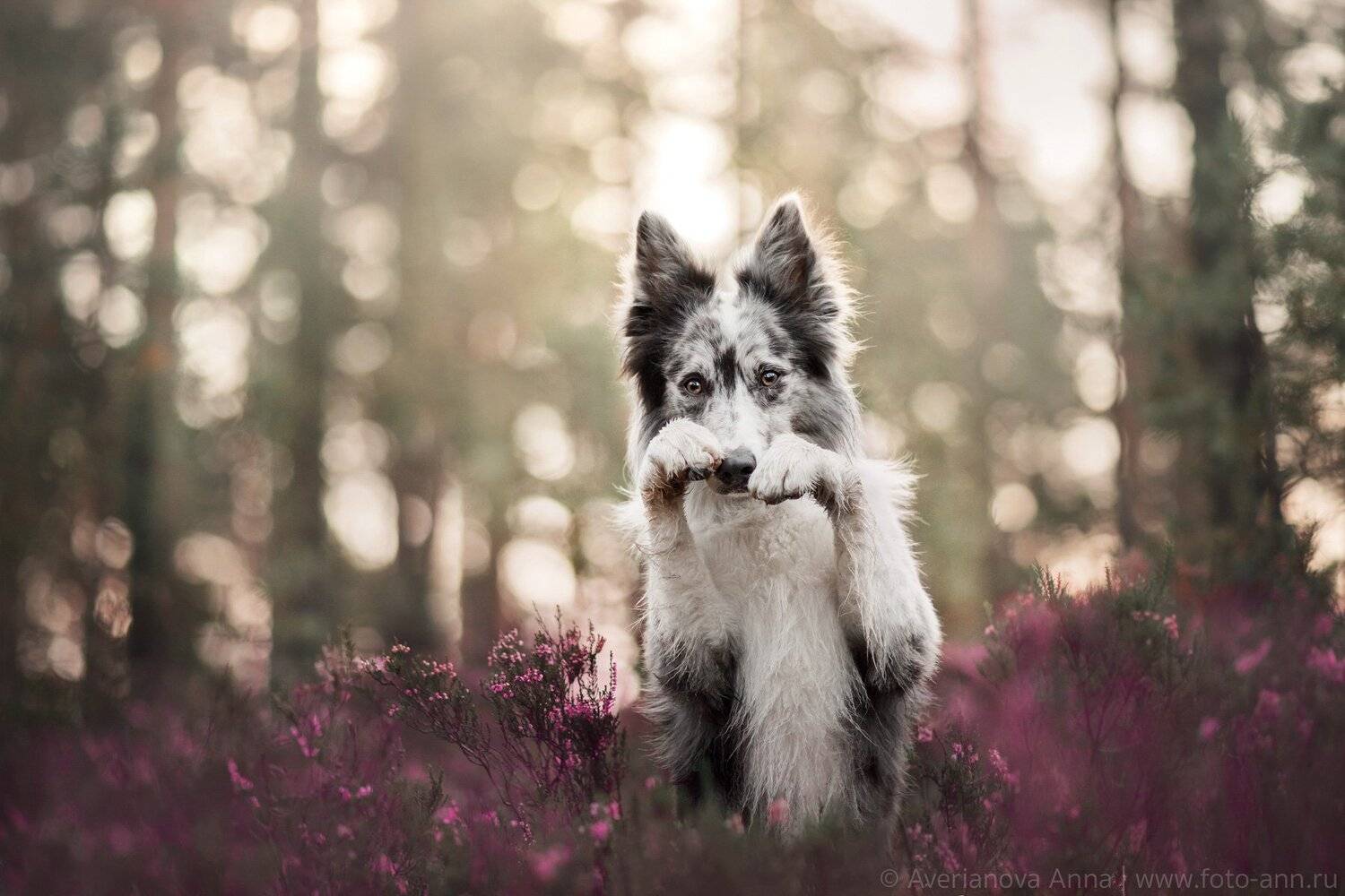 Милый))). Автор: Анна Аверьянова собака, природа, лес, вереск, Анна Аверьянова