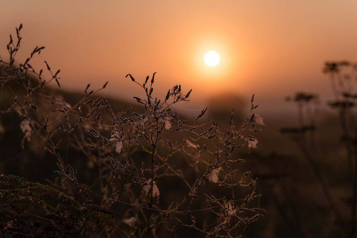 расвет,утро,паутина,лето,солнце,роса,природа, Юлия Лаптева