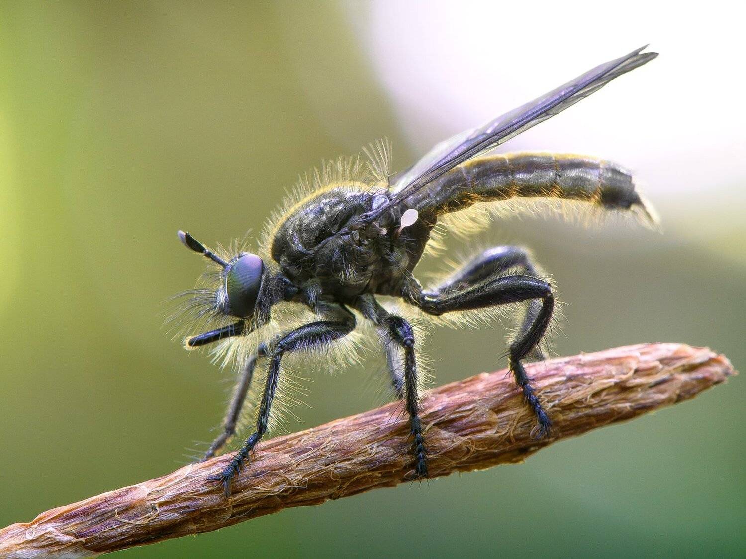 серьезная муха. Автор: Кузнецов Дмитрий , Кузнецов Дмитрий
