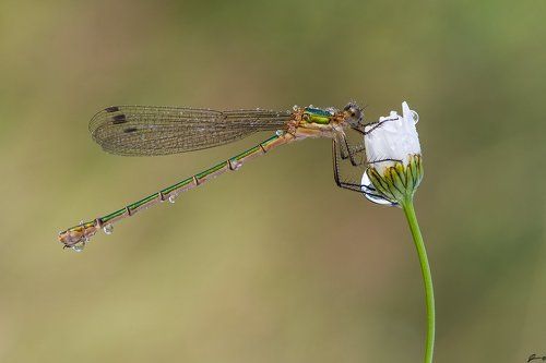Lestes sponsa