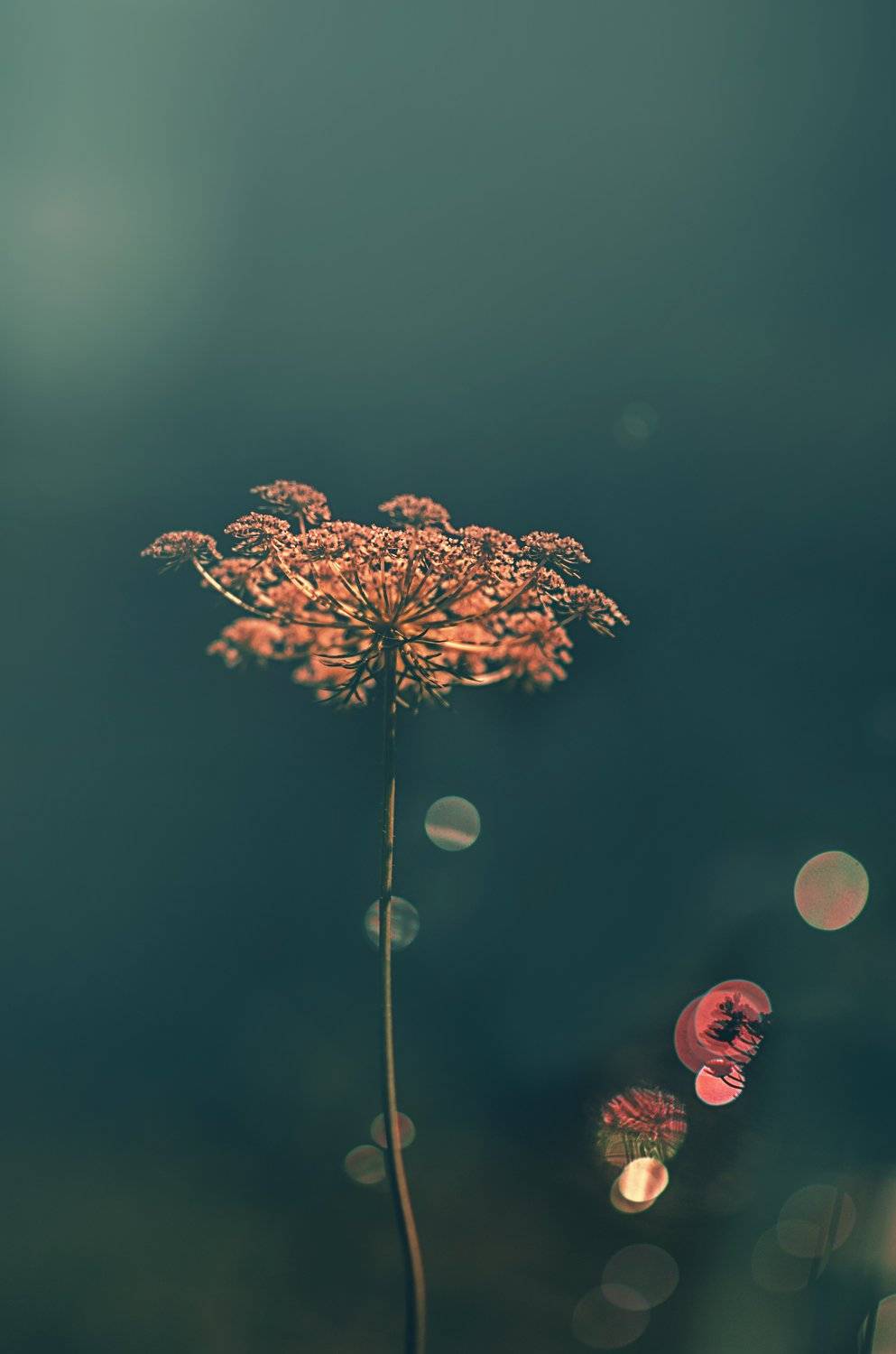 Автор: Desislava Ignatova , Desislava Ignatova