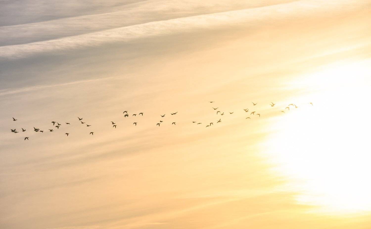 птицы,стая,утки,кряквы,свиязи,свет,солнце,солнечно,оранжевый,на юг,полёт,миграция,небо,облака,anas penelope,anas platyrhynchos, Ксения Соварцева