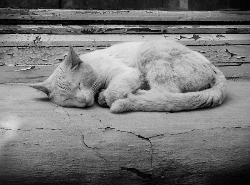 Старый кот на старом окнеphoto preview