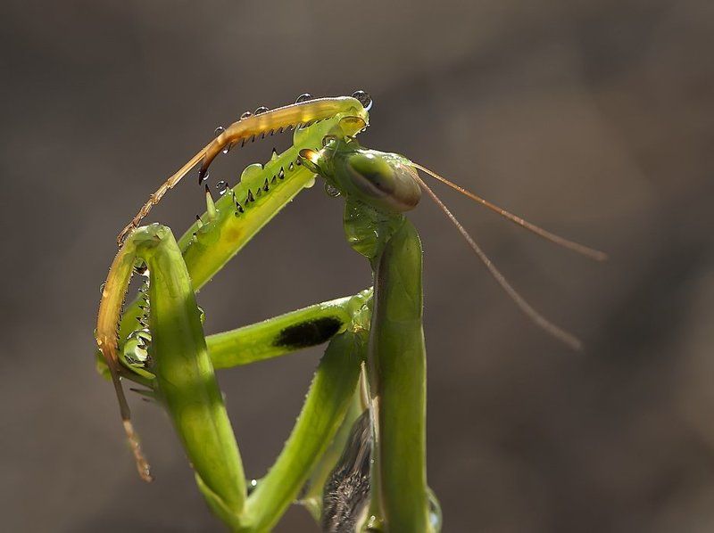 богомол По секрету...всему свету...photo preview