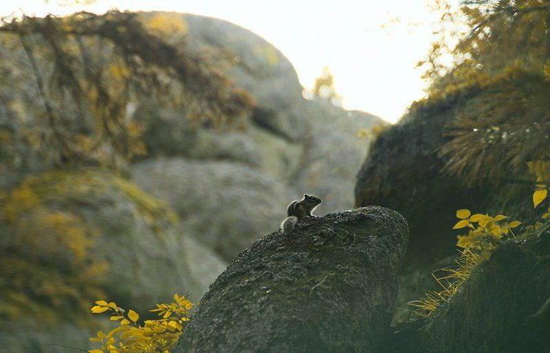 Камниphoto preview