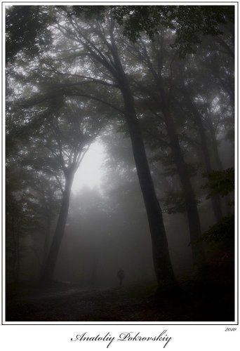 Когда деревья были большими