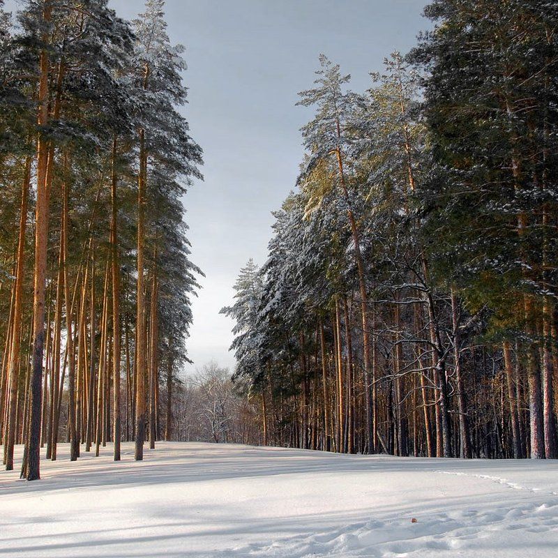 Морозный деньphoto preview