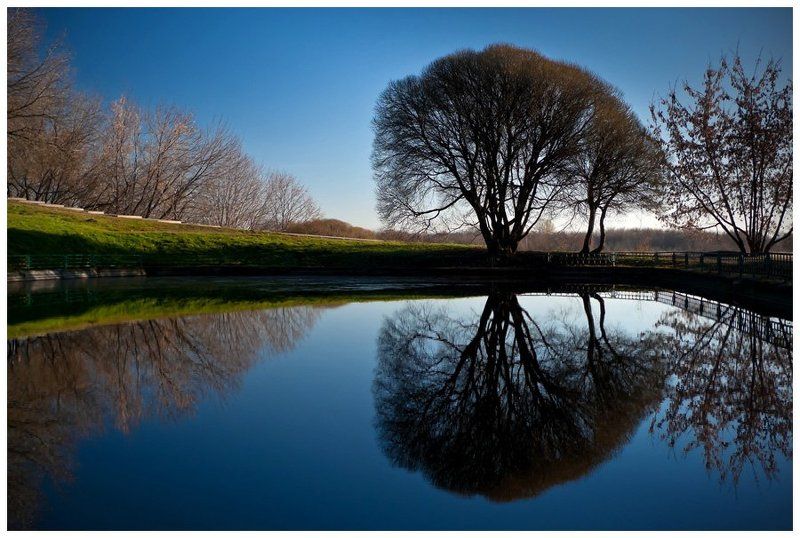 Дерево у прудаphoto preview