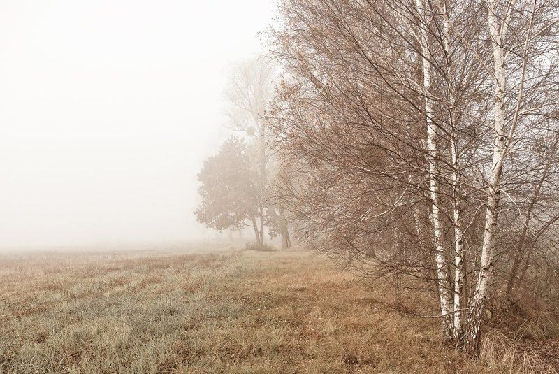 ...сны березовых рощ...photo preview