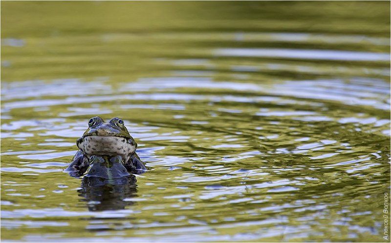 озёрные лягушки, дуэль самцов, Молчаливая дуэльphoto preview