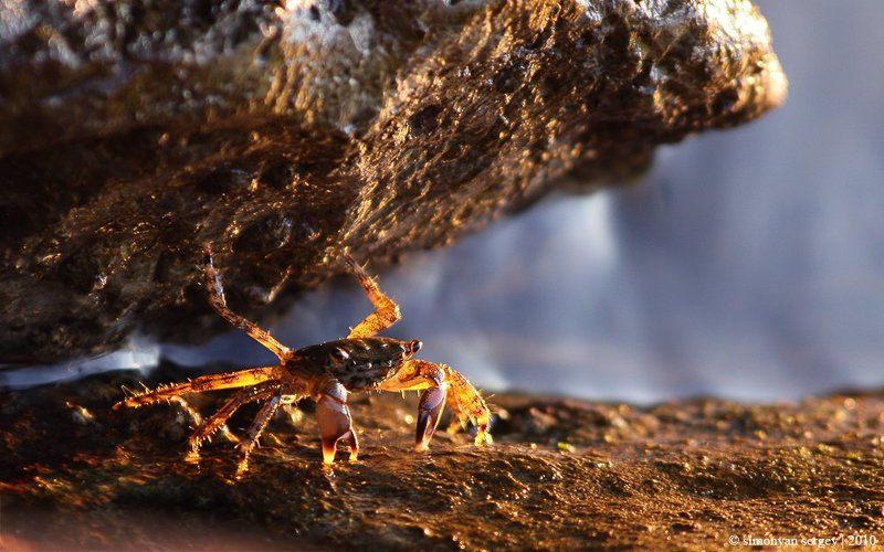 Не стоит прогибаться под изменчивый мир...photo preview