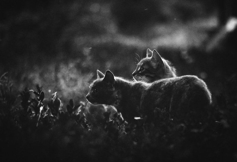 wwwest Сумеркиphoto preview