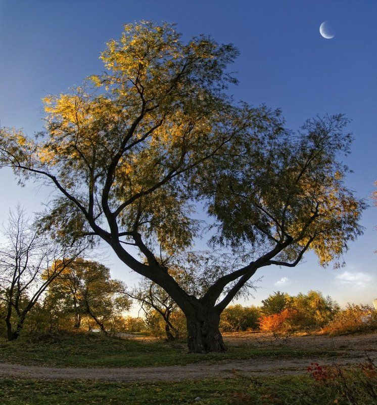 пейзаж, осень Верба взлелеяна утренним светом.photo preview