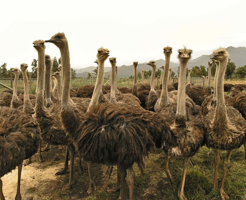 страус Мы тебя не любимphoto preview