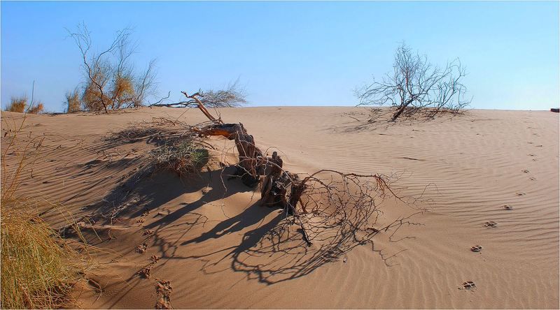 природа, пески, пустыня И мирно...разошлись...photo preview