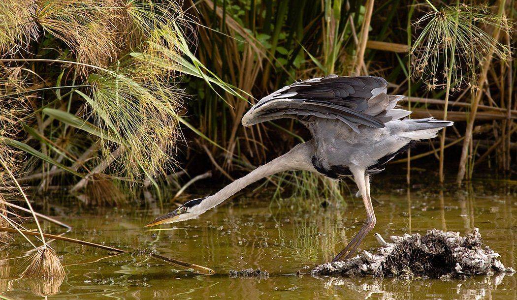серая, цапля, Alena