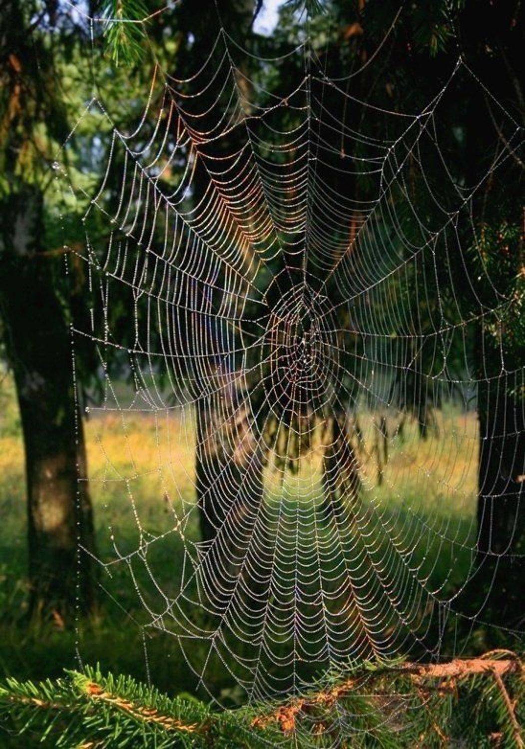 На мою полянку посторонним вход воспрещен. Автор: Василий Черкасский , Василий Черкасский