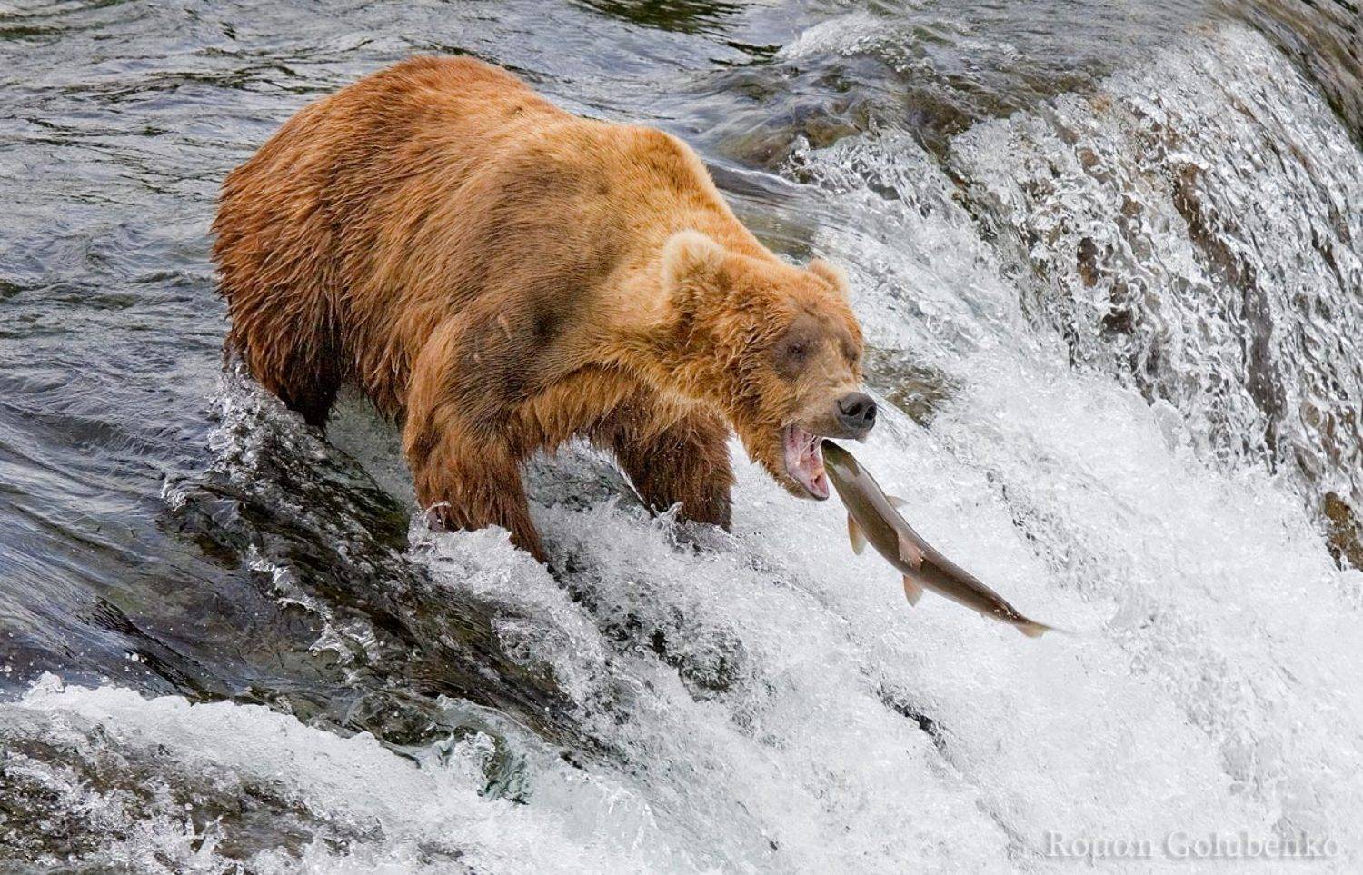 Лети рыбка, большая и маленькая. Аляска. Автор: Roman Golubenko , Roman Golubenko