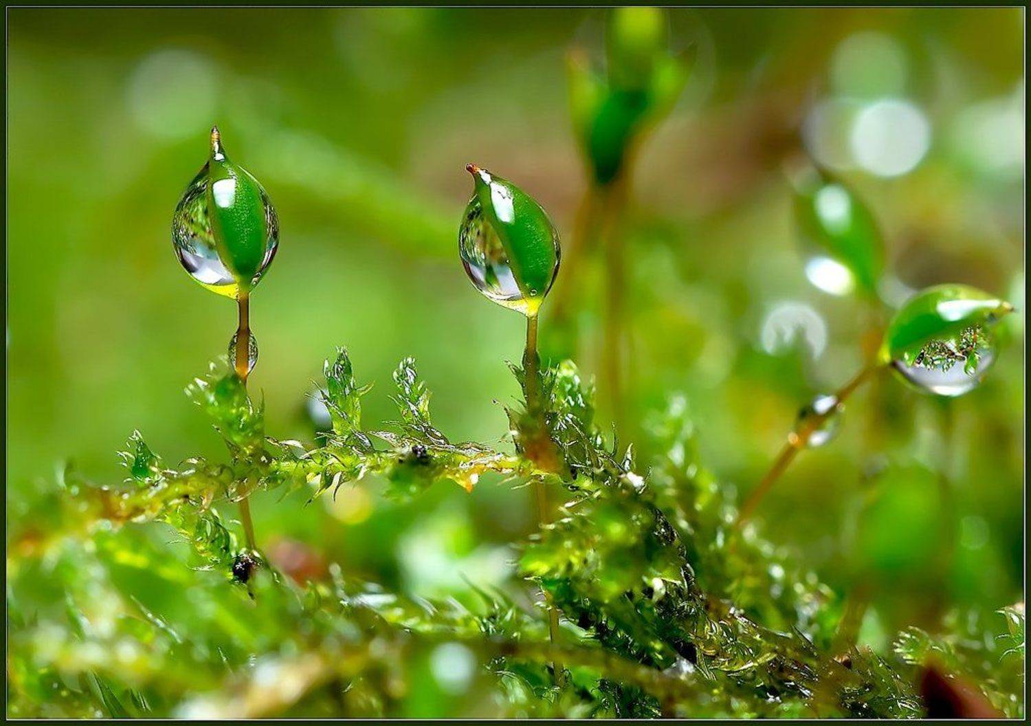 Третий - как всегда лишний.. Автор: Евгений Кирилкин. макро,капли,вода,, Евгений Кирилкин.