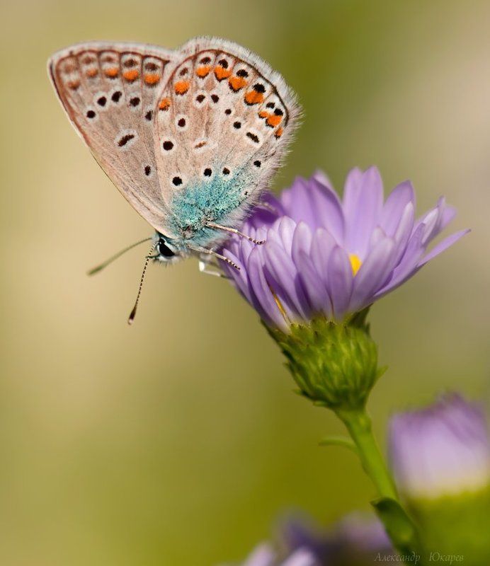 Нежностьphoto preview