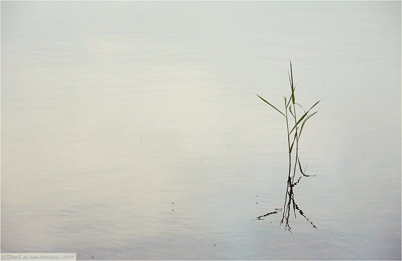 травинки, балет, сцена, танец Балетphoto preview