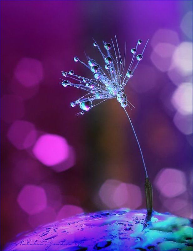drop, water, air, капля, вода, воздух, natalia, jeshoa art-macro D r e a m D a n c ephoto preview
