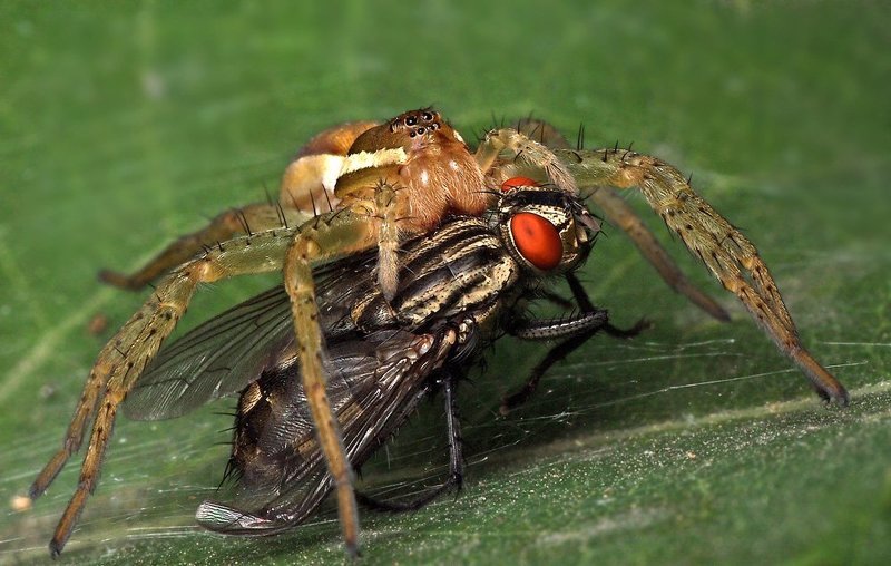 Хочет бедную убить, Цокотуху погубить!...photo preview