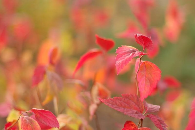 осень осенние акварелиphoto preview