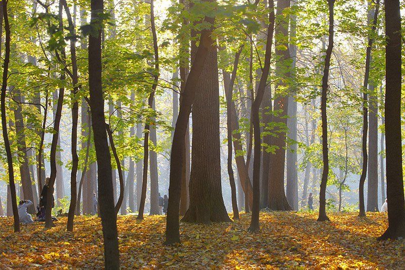 осеньphoto preview